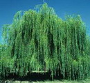 Salix Babylonica